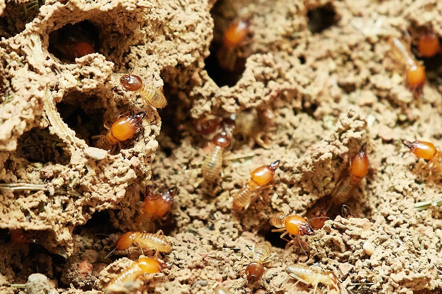 Pest Control for Hinsdale Homes