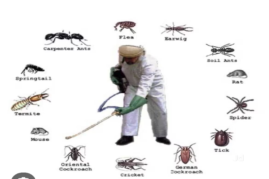 Good Pest Control Service