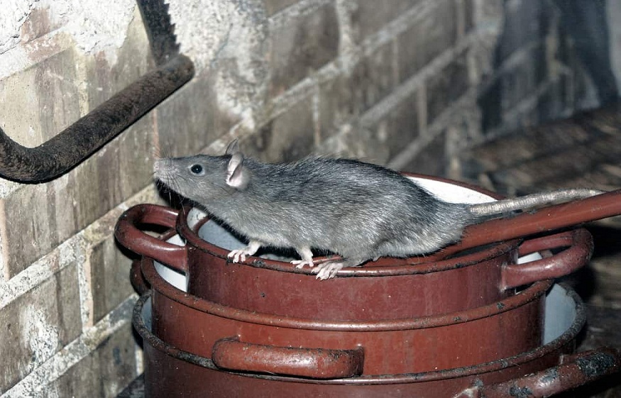 Rodents in Phoenix Attics